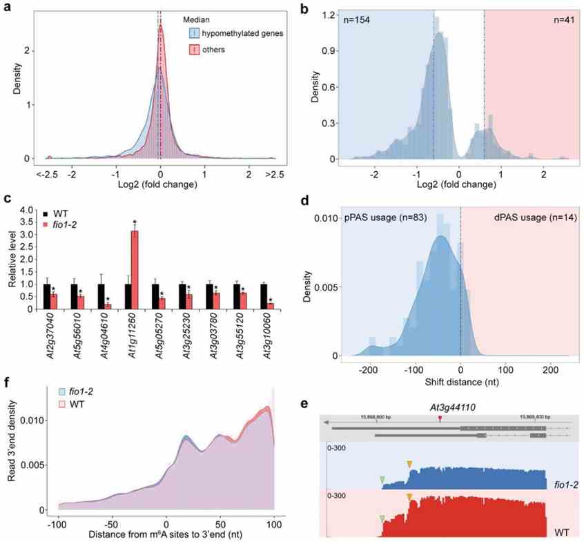 Figure 3: FIO1 modulates transcript abundance and alternative polyadenylation. (Xu et al., 2022)