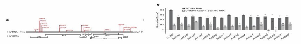 Figure 3: HIV-1 RNA Methylation Profile and Impact of FTSJ3 Depletion. (Ringeard et al., 2019)