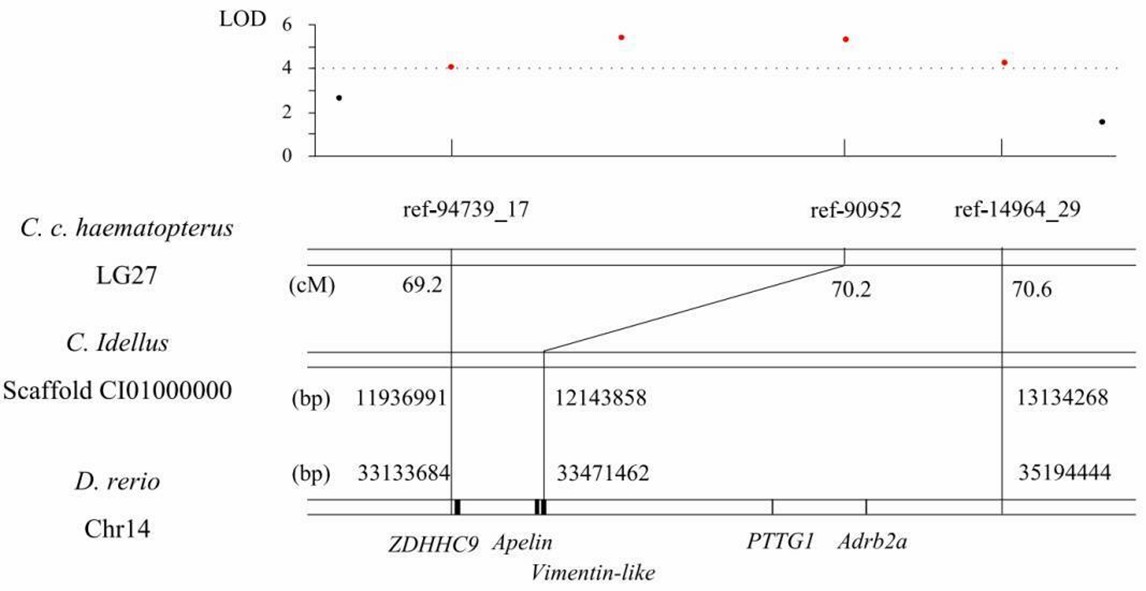 Figure 4. QTL region associated with growth traits on LG27 of C. c. haematopterus and its homologous region in the genomes of D. rerio and C. idellus. (Feng et al., 2018)