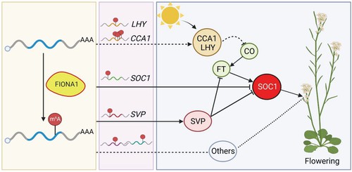 Figure 4: Proposed model illustrating the role of FIO1 in m6A modification and regulation of flowering time in Arabidopsis. (Xu et al., 2022)