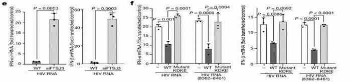Figure 4: Role of FTSJ3 in Immune Regulation During HIV-1 Infection. (Ringeard et al., 2019)