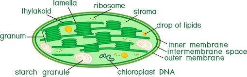 Chloroplast image.