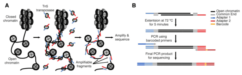 Das grundlegende Prinzip von ATAC-Seq