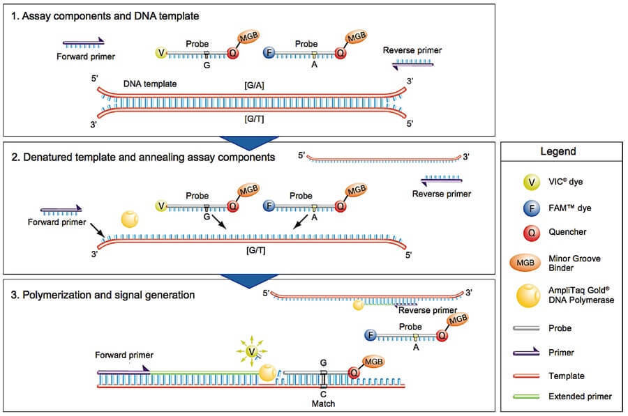 TaqMan SNP Genotyping Schematic.
