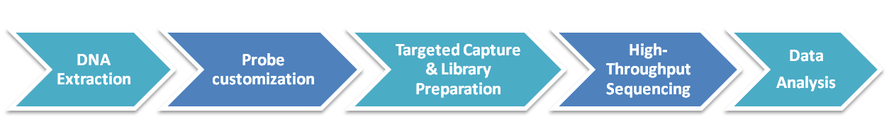 Workflow Diagram of Targeted Region Sequencing.