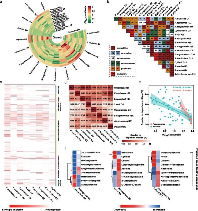 Fig 2: Interaction matrix and substrate depletion profiles of individual SynCom strains in vitro. (Qiao et al., 2024)
