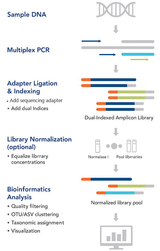 The workflow and key steps involved in amplicon sequencing