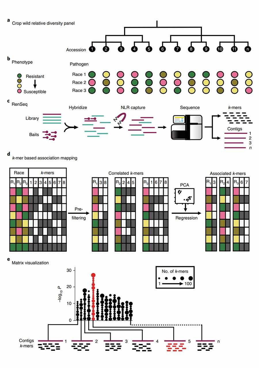 Combining association genetics and R gene enrichment sequencing for R gene cloning..