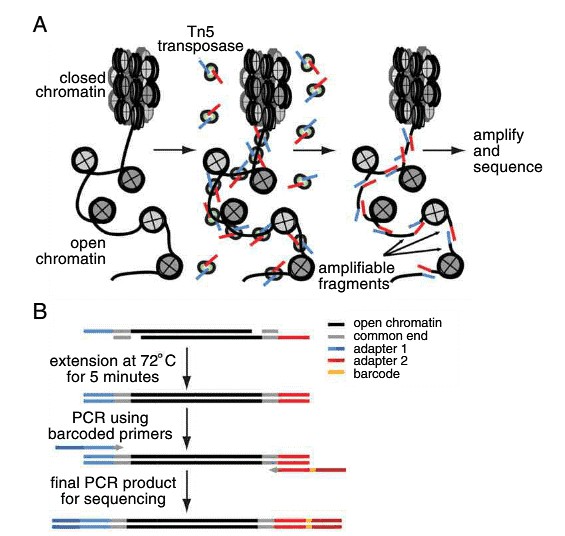 Figure 1. Workflow schematic of the ATAC-seq process.