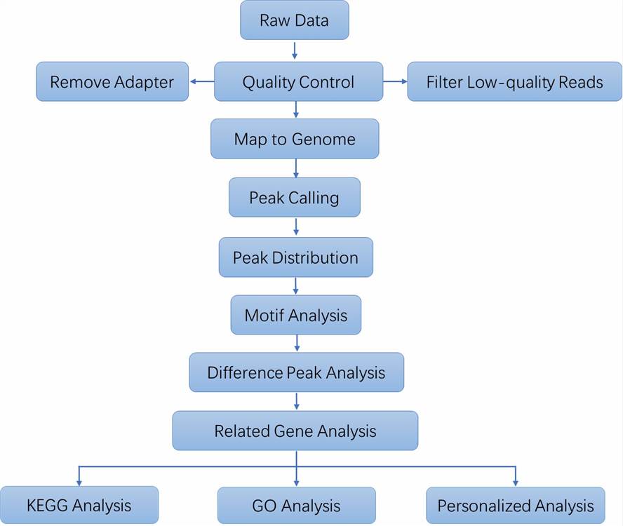The Data Analysis Pipeline of ATAC-Seq.