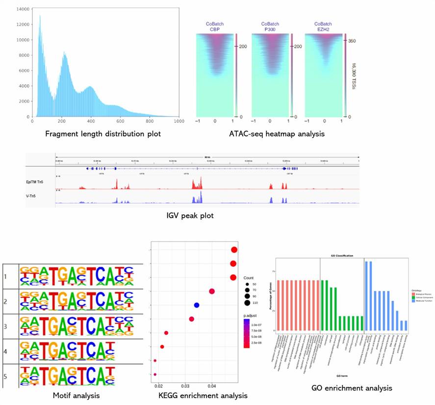 The ATAC-Seq Results Display Figure.