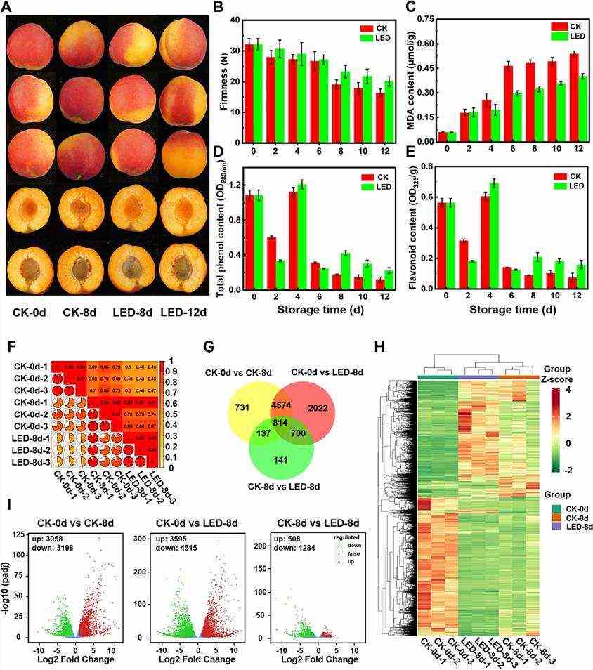 Fig. 1. Impact of LED treatment on physiological traits and gene expression in apricot fruits. (Bai et al., 2024)