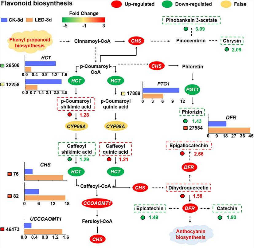Fig. 2. Integration of transcriptomic and metabolomic data reveals the pathway of flavonoid biosynthesis. (Bai et al., 2024)