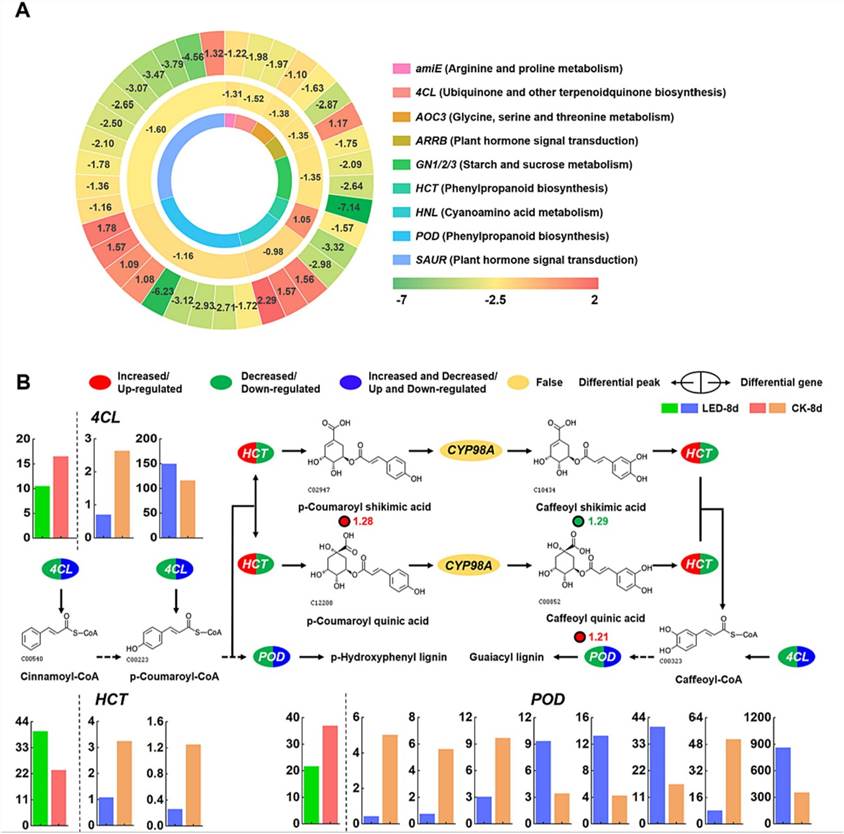 Fig. 4. (A) Differential gene expression and chromatin accessibility heatmap. (B) Integration of transcriptomic, metabolomic, and ATAC-seq data elucidates phenylpropanoid biosynthesis pathways. (Bai et al., 2024)