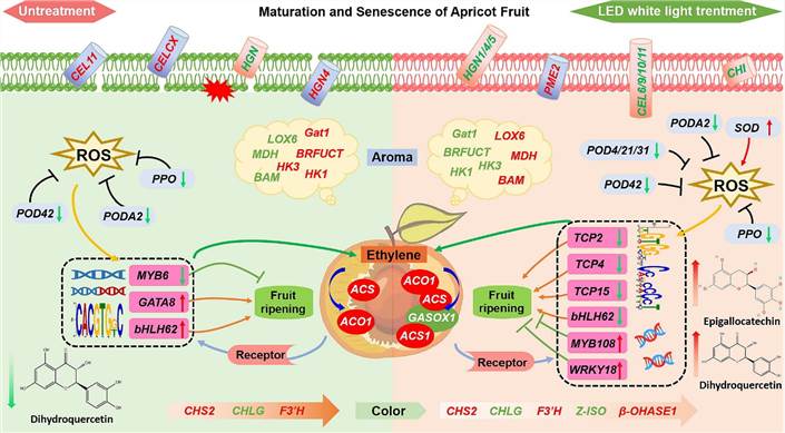 Fig. 5. Regulatory network model of LED light effects on apricot fruit ripening. (Bai et al., 2024)