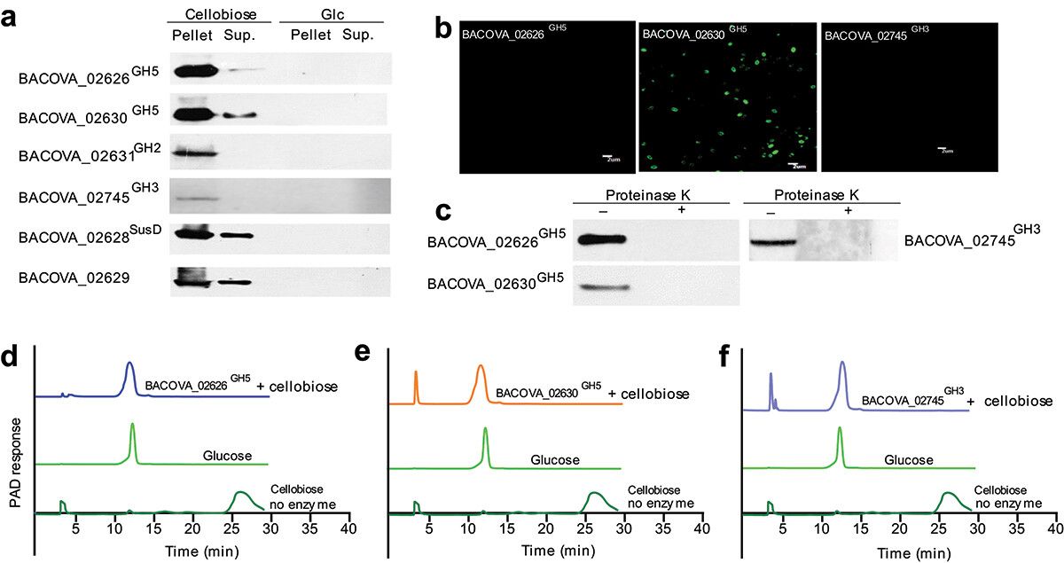Figure 2. Discovery of Two Novel Cellulases. (Li et al., 2023)