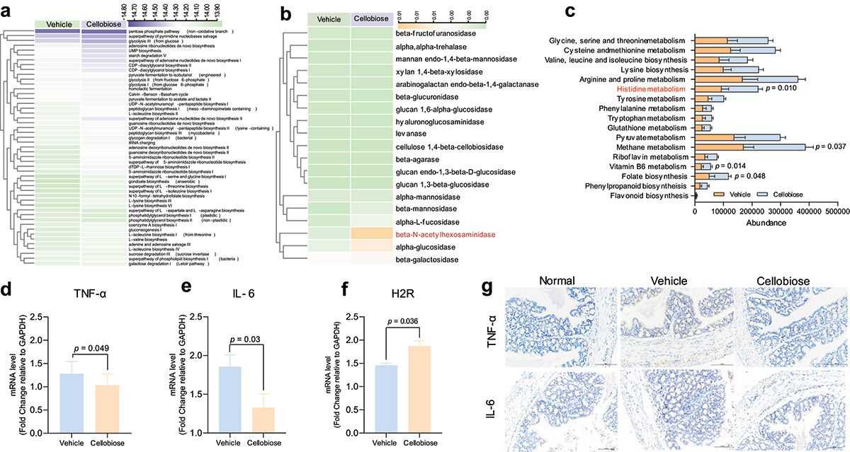 Figure 3. Prediction of Bacterial Metabolic Functions and Detection of Inflammatory Factors. (Li et al., 2023)