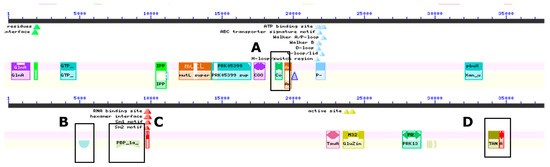 Figure 2. Examination of conserved  domains: (A) Outer spore coat, (B) Sporulation protein K, © Penicillin-binding,  (D) Antibiotic synthesis.