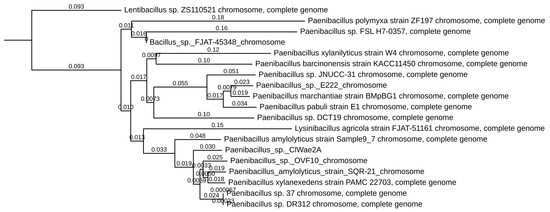 Figure 3. Phylogenetic tree of ClWae2A  and related Paenibacillus species (Bootstrap >83%).