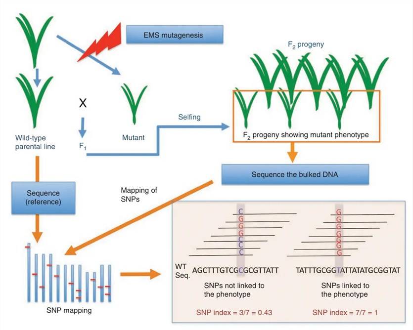 Figure 2: BSA Experimental Workflow Diagram