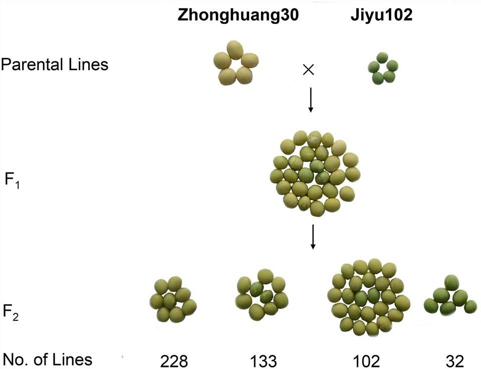 Figure 1: Analysis of Cotyledon Color Genetics in the ZH30 and JY102 Cross. (Song et al., 2017)