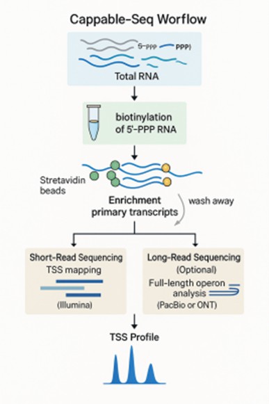 Cappable-seq Process Overview