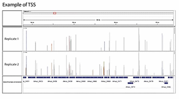 Transcription Start Site Identification (Ettwiller et al., 2016, BMC Genomics)