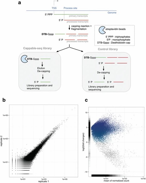 The Cappable-seq pipeline used for identifying transcription start sites (TSS).