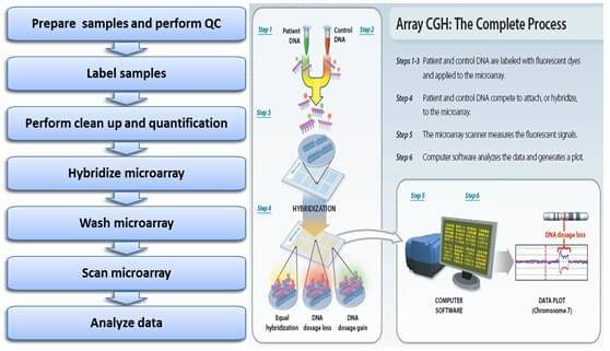 The Workflow of CGH Microarray.