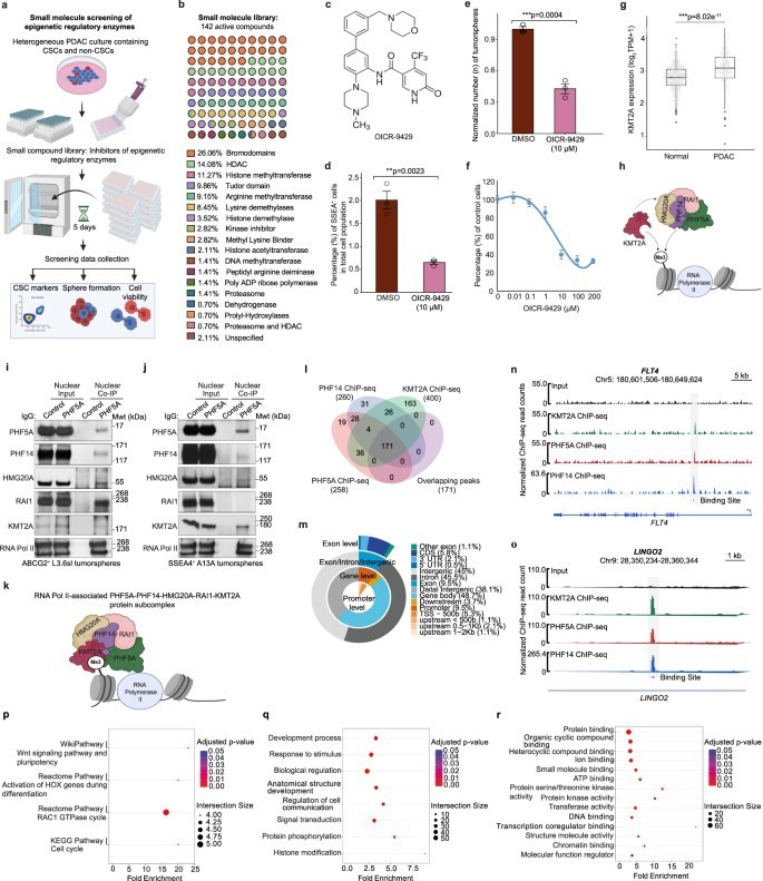 Fig. 5: KMT2A exerts epigenetic control over pancreatic cancer cells and interacts with the PHF5A–PHF14–HMG20A–RAI1 subcomplex associated with RNA polymerase II in PCSCs