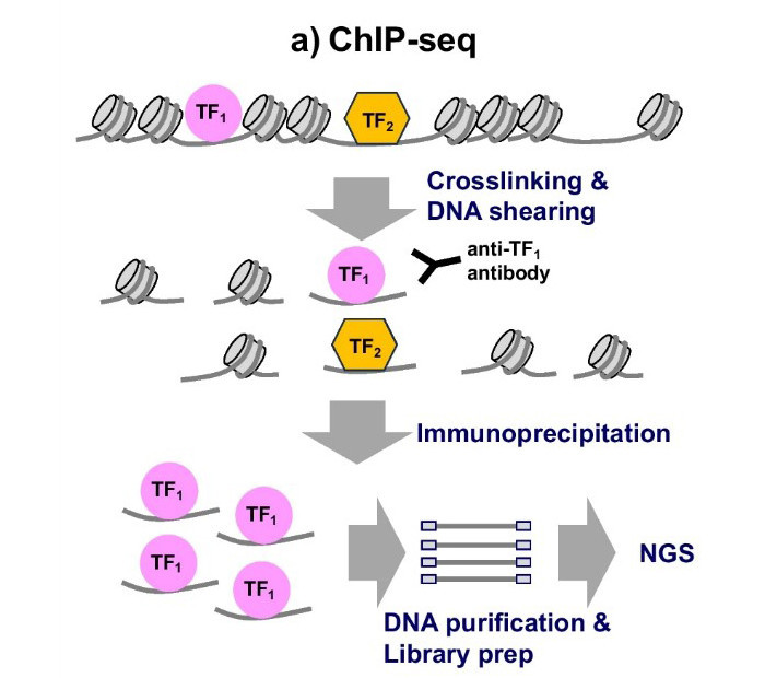 Summary of ChIP-seq experimental workflow. (Adapted from Hojo, Hironori & Shinsuke Ohba, 2023)