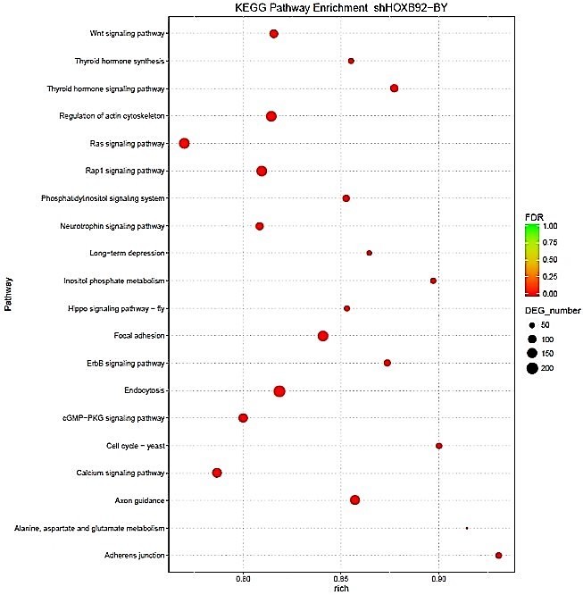 KEGG pathway analysis of genes associated with ChIP-seq peaks