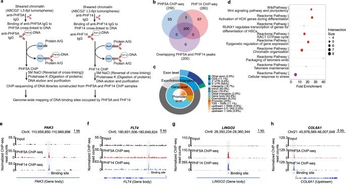 3: PHF14 co-localizes with PHF5A at shared genomic regions in pancreatic cancer stem cells (PCSCs)