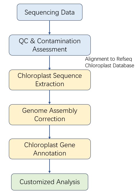 The Data Analysis Pipeline of Chloroplast DNA (cpDNA) Sequencing.