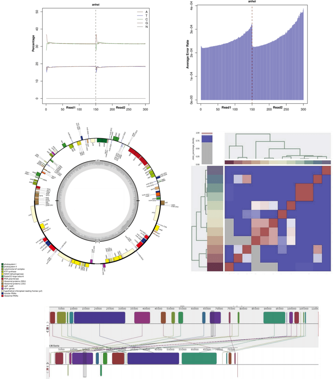 The Chloroplast DNA (cpDNA) Sequencing Results Display Figure. 