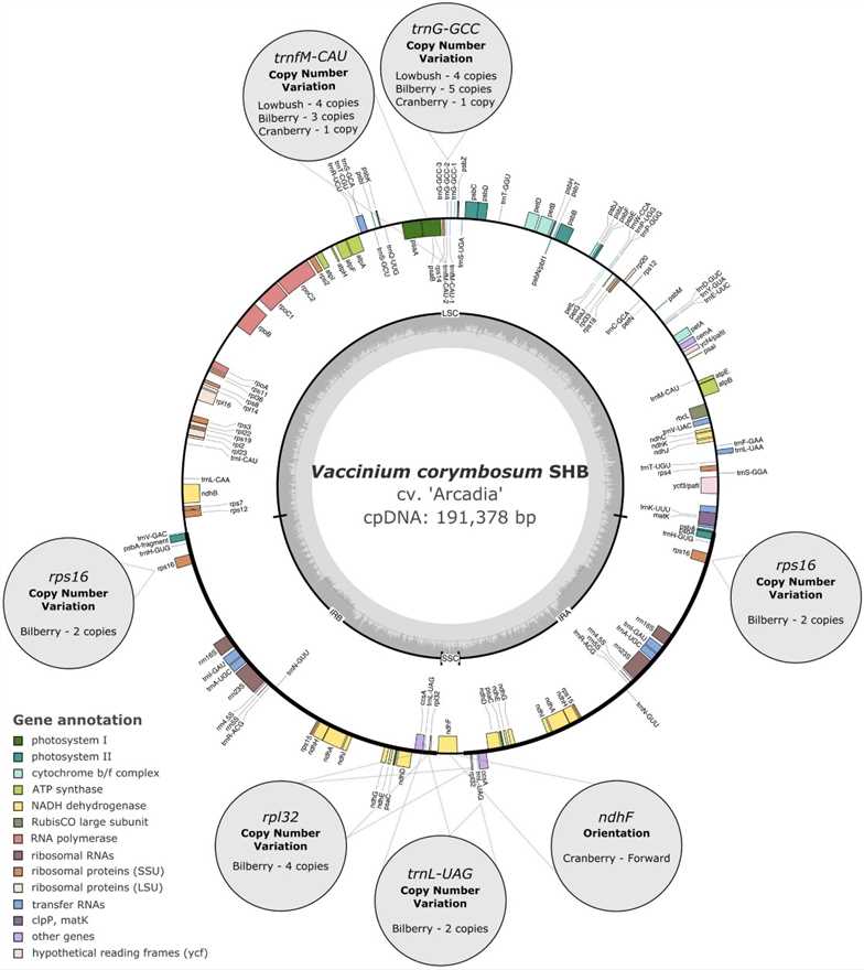 Fig. 1. Circular representation of the chloroplast genome of 'Arcadia' southern highbush blueberry (Vaccinium corymbosum hybrids). (Fahrenkrog et al., 2022)