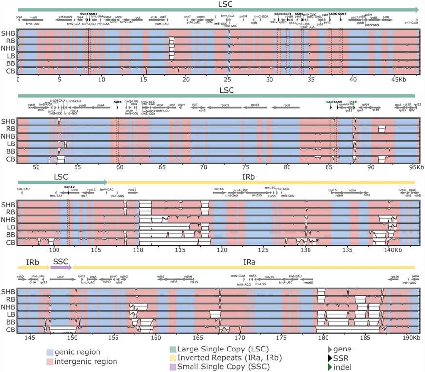 Fig. 2. Multiple sequence alignment of chloroplast genomes from Vaccinium species conducted using mVISTA. (Fahrenkrog et al., 2022)