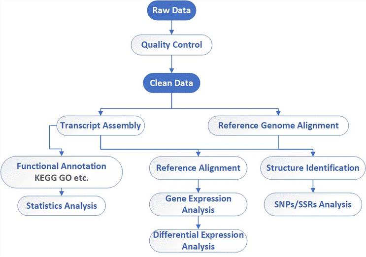 The Data Analysis Pipeline of CircRNA Sequencing.