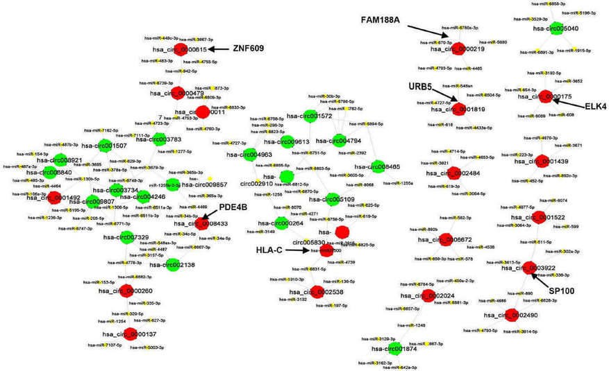 Figure 2. Interaction network of circRNAs and miRNAs. (Luan et al., 2018)