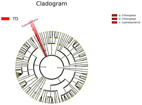 Cladogram showing phylogenetic tree of sample data.