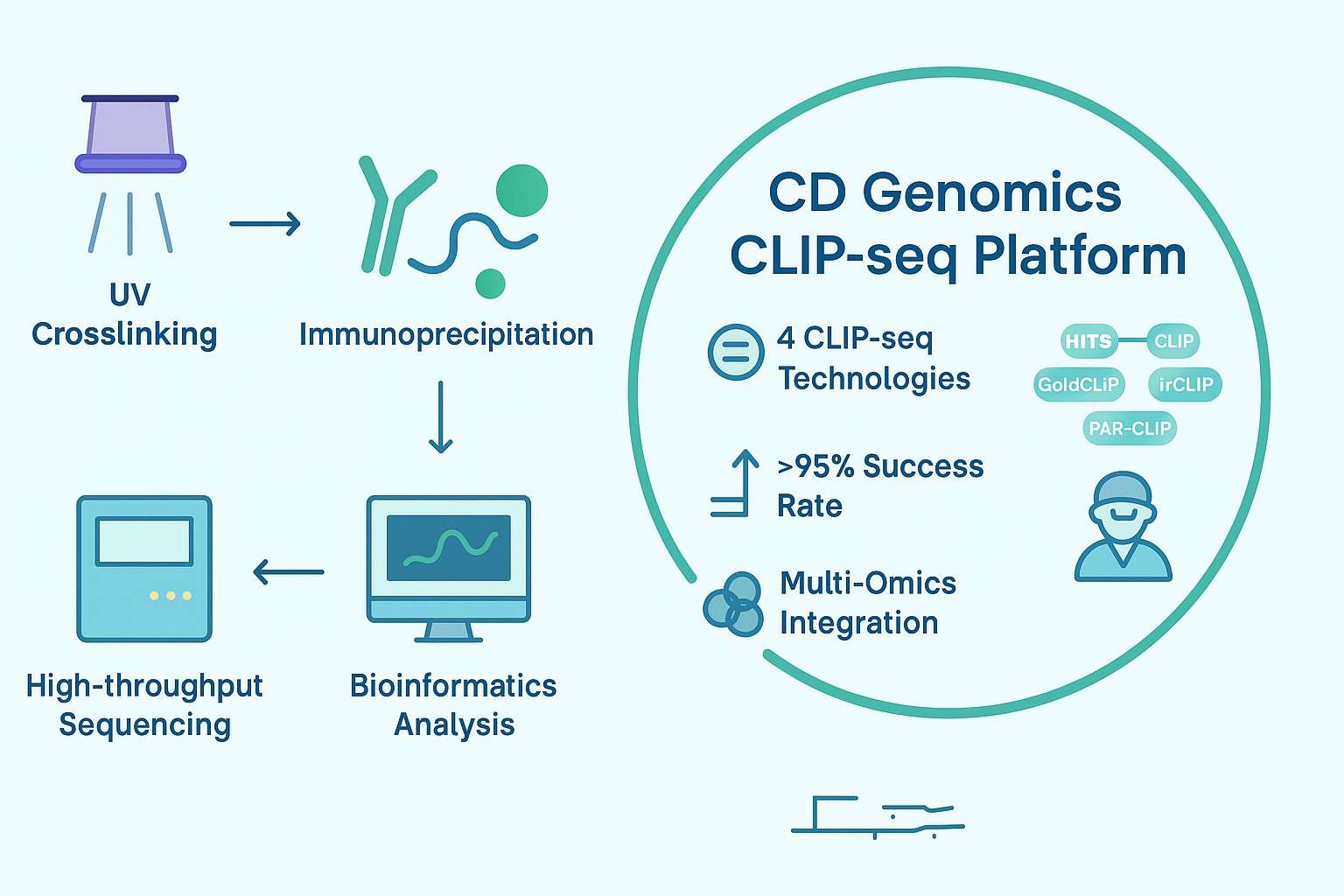 CD Genomics CLIP-seq platform infographic showing UV crosslinking, immunoprecipitation, sequencing, bioinformatics analysis, and four CLIP-seq technologies for high-resolution RNA-protein interaction studies.