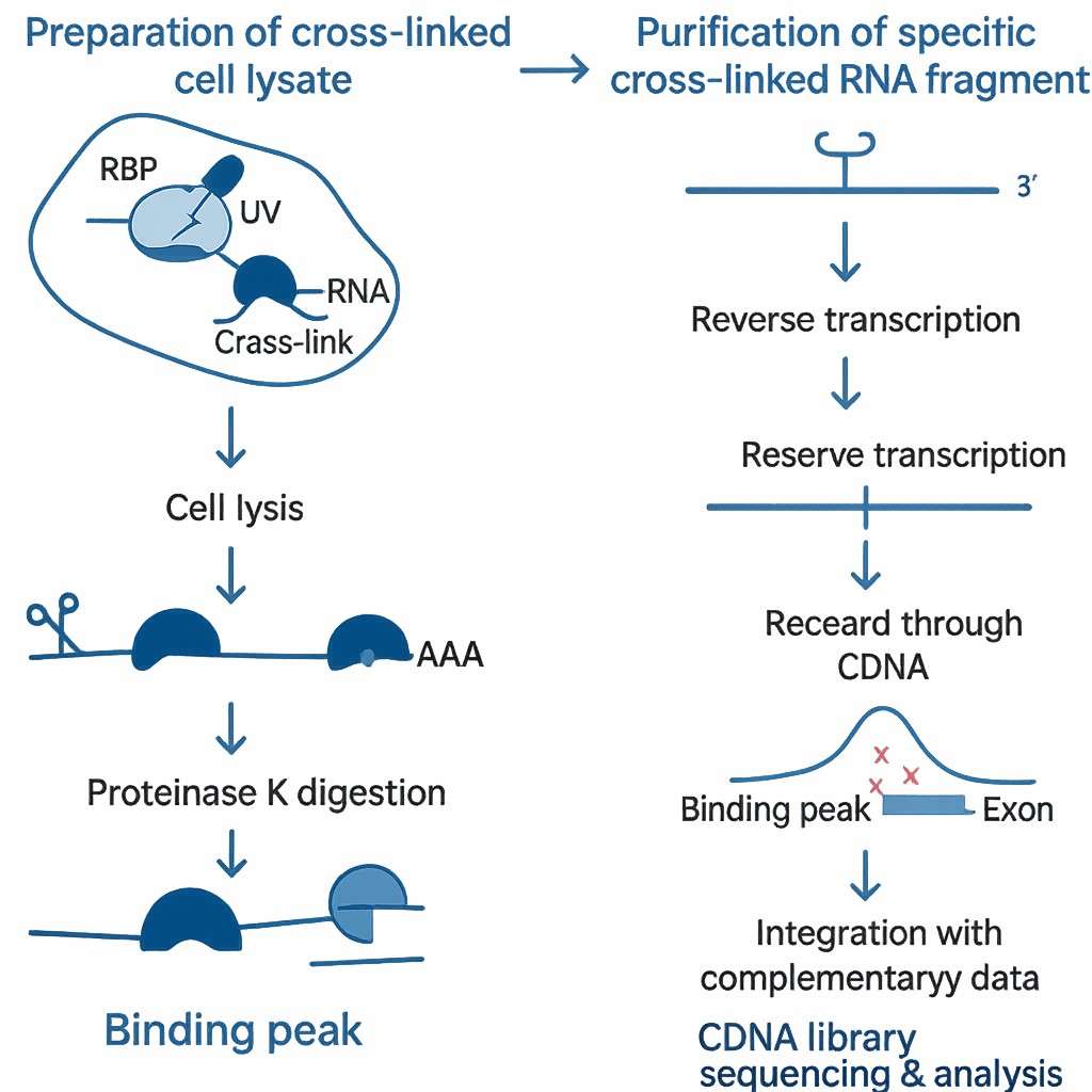The MHC region is positioned on the short arm of Chromosome 6, highlighting certain HLA genes. (Wassenaar, Trudy M., et al., 2024) 