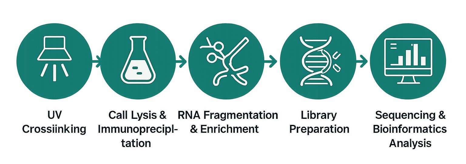 HLA typing procedures utilizing various CD Genomics platforms