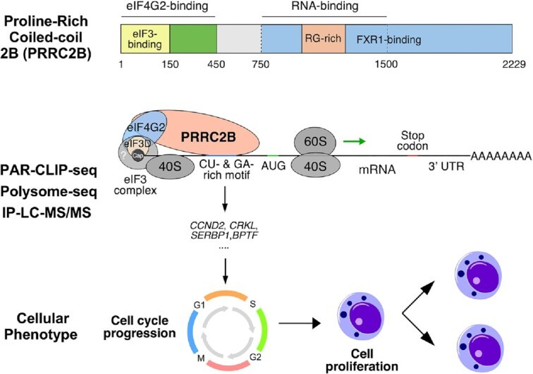 Table – Distribution and frequency of donor HLA alleles in the U.S. population