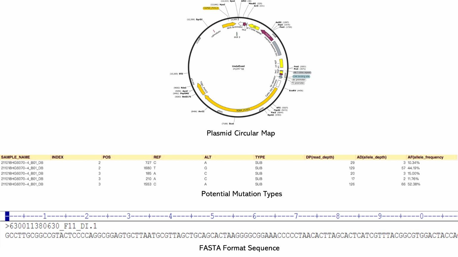 The Complete Plasmid DNA Sequencing Results Display Figure.
