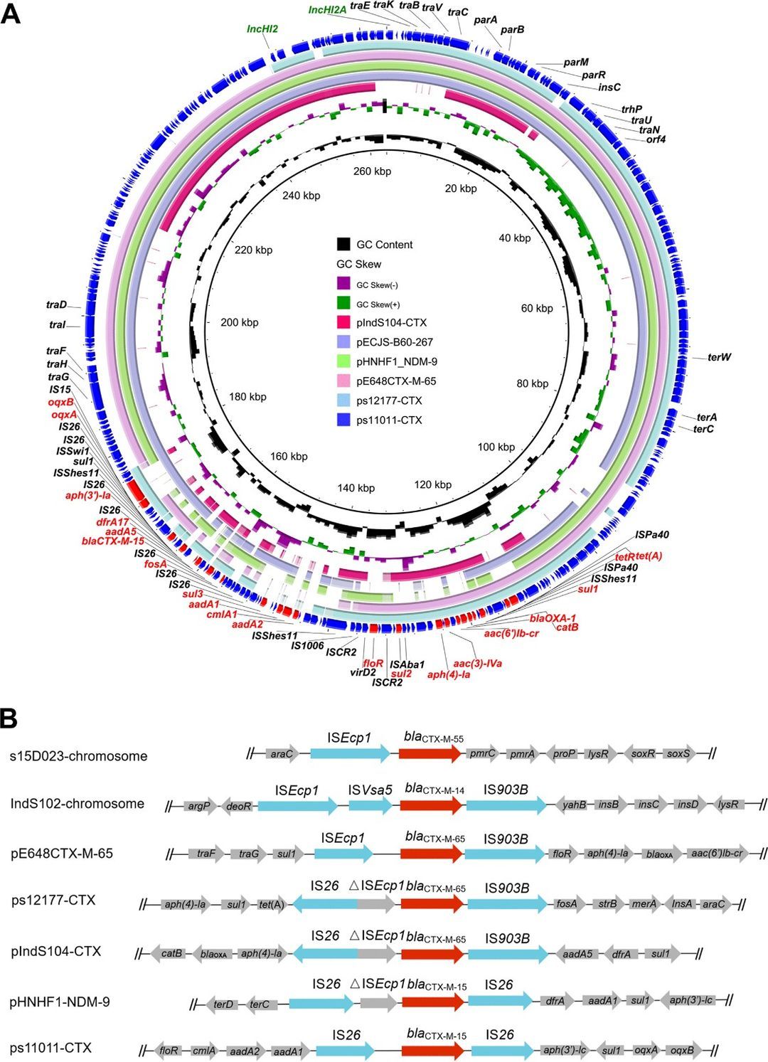 Fig 1. Circular comparison of blaCTX-M-positive IncHI2 plasmids identified in this study (pIndS104-CTX, ps12177-CTX, and ps11011-CTX) with other analogous IncHI2 plasmids cataloged in the NCBI nr database. (Du et al., 2022)