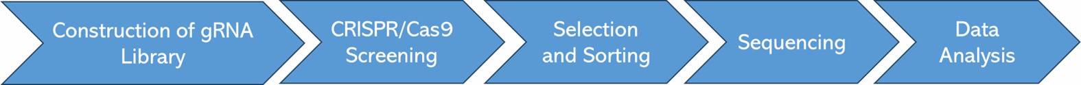 The Workflow of CRISPR Screen Sequencing.