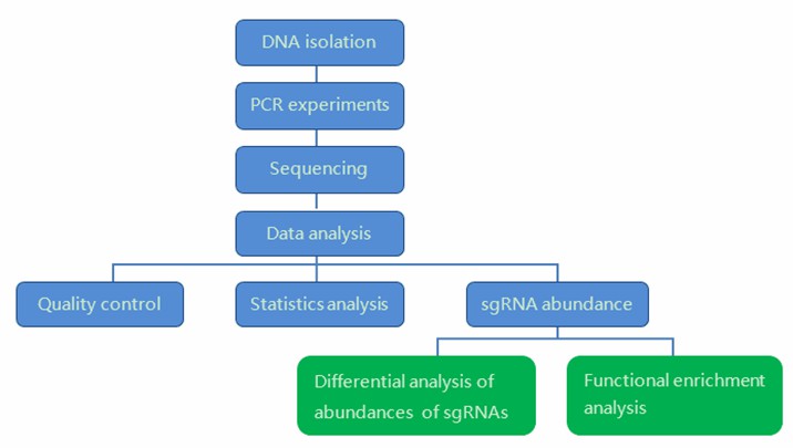 The Data Analysis Pipeline of CRISPR Screen Sequencing.