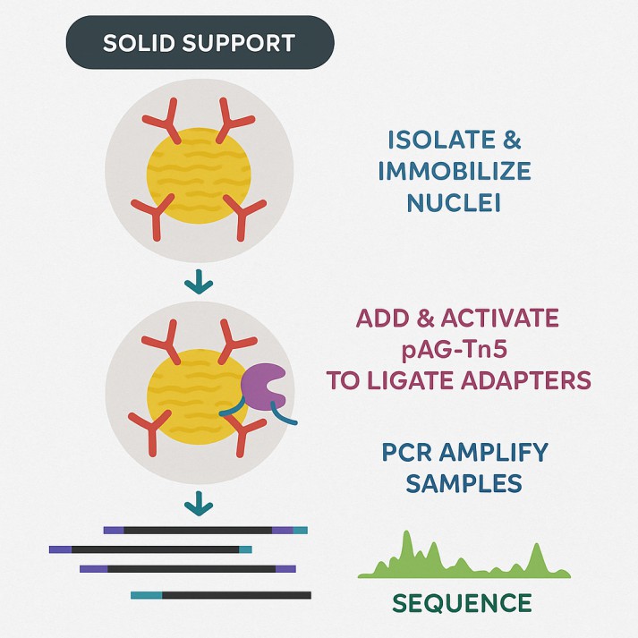 Workflow of CUT&Tag Sequencing