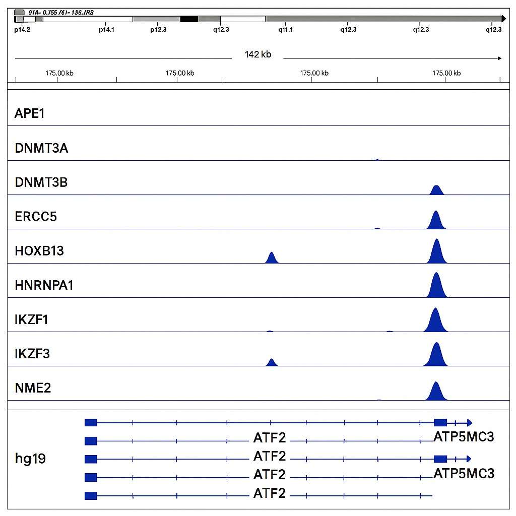 CUT&Tag Sequencing Tracks Visualized in IGV.